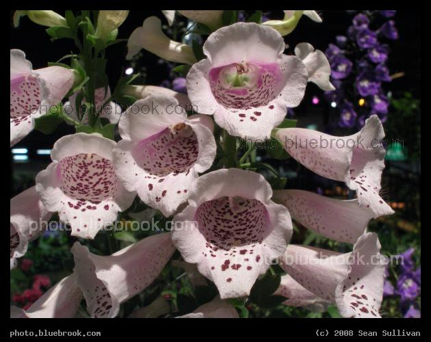Foxgloves - A cluster of foxglove flowers at the 2008 <a href=