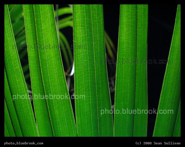 Green Fronds - A backlit palm frond at the 2008 <a href=