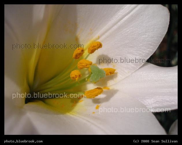 Yellow Pollen - A close-up of a pollen-rich flower at the 2008 <a href=