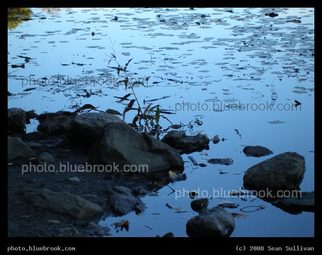 Lilypads by the Shore - Hammond Pond, Newton MA