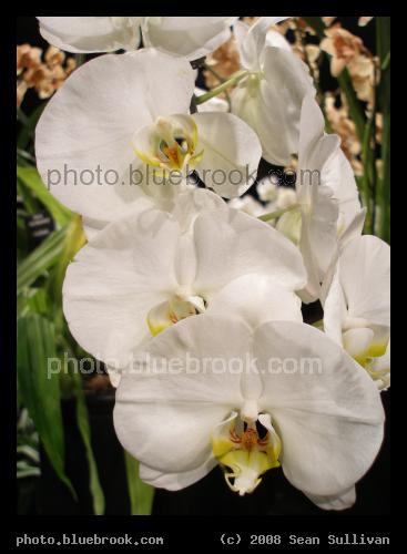 Moth Orchid - A moth orchid at the 2008 <a href=