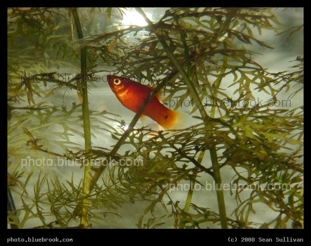 Fishes in the Trees - Aquarium plants provide a three-dimensional environment for a platy