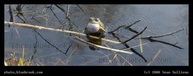 Frog Panorama - A frog in a pond at the Arboretum, Jamaica Plain MA