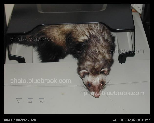 In the Printer - A ferret in the printer, Princeton NJ