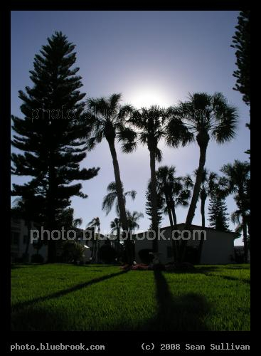 Palms and Shadows - The sun behind palm trees, Bradenton FL