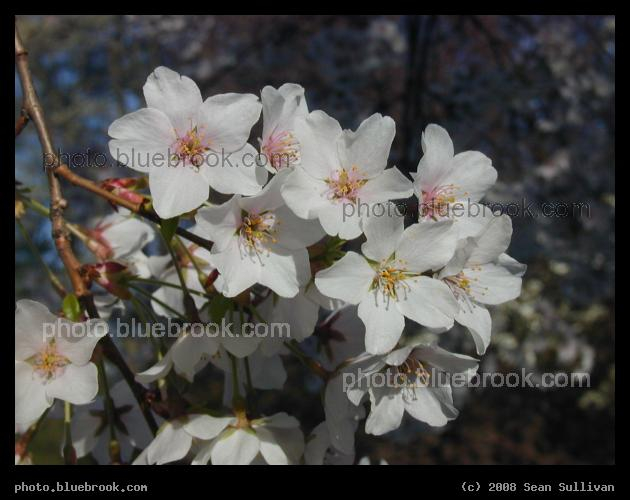 April Blossoms - Spring at the Arboretum, Jamaica Plain MA