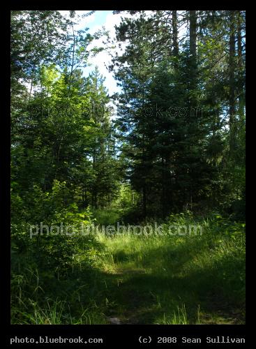 Walking Space - On a path through the Superior National Forest, north of Virginia MN