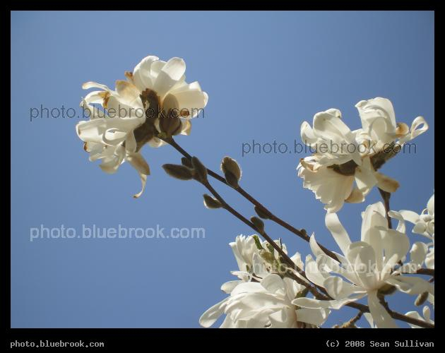 Skyward Reach - Blossoms on a tree at Griggs Park, Brookline MA