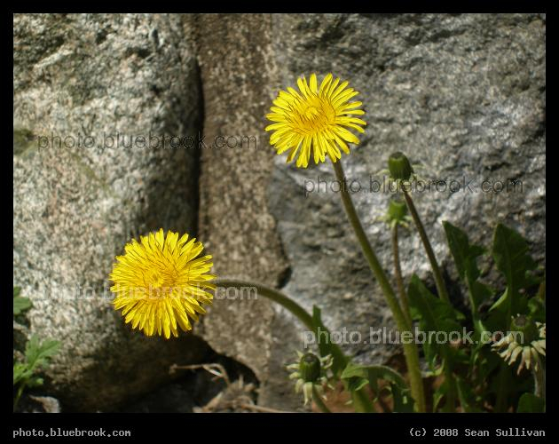 Two Dandelions - Flowers in early spring, Somerville MA