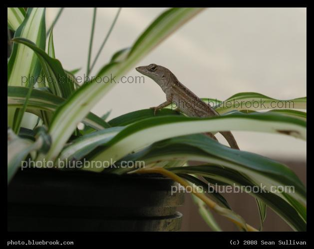 Look, a Lizard! - An anole in Miami, FL
