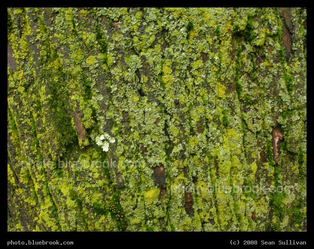 Tapestry of Lichens - Lichens growing on a tree trunk, Cambridge MA