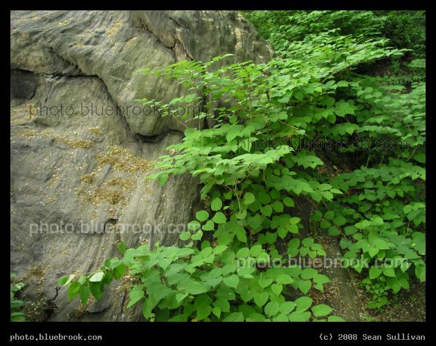 Cascade of Rock and Plant - A rocky outcrop beside leafy plants in Central Park, New York City