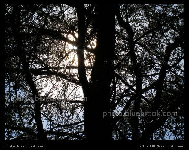 Backlit Pine - The sun behind a pine tree, Virginia MN