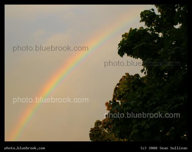 Afternoon Rainbow - A rainbow beside trees in the late afternoon, Somerville MA