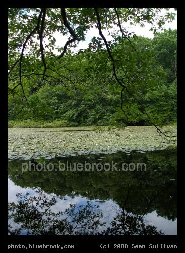 Bellevue Pond - Bellevue Pond, Middlesex Fells Reservation, Medford MA