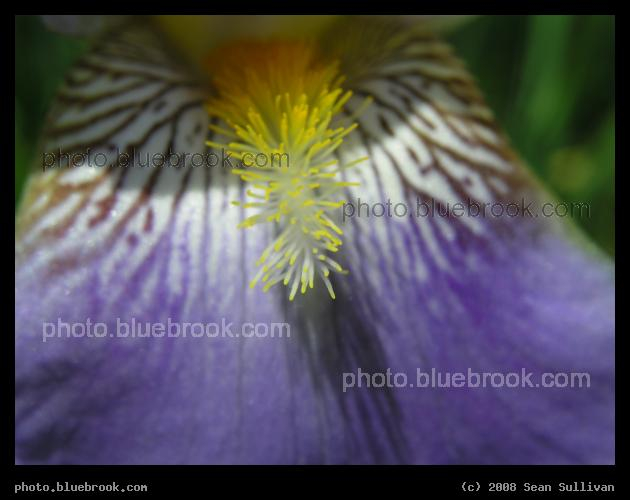 World on a Petal - Close-up of a bearded iris, Crookston MN