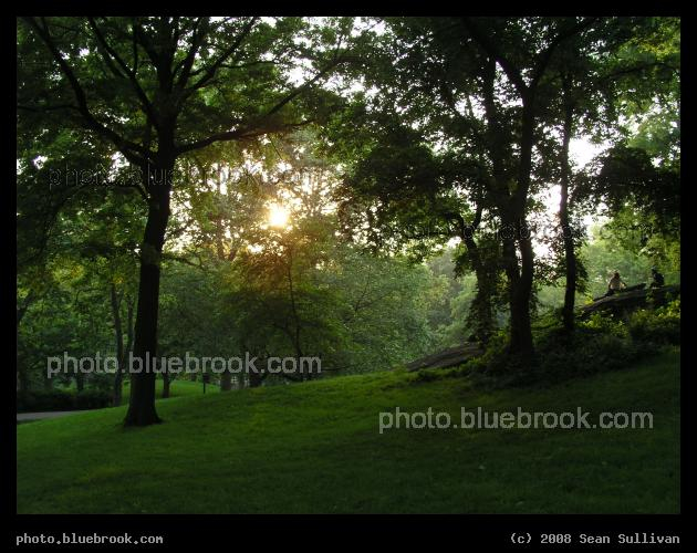 Central Park - The evening sun falling through trees in Central Park, New York City