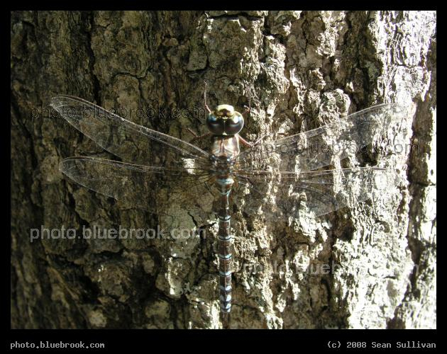 Arboreal Dragonfly - A dragonfly resting on a tree in southeastern Massachusetts