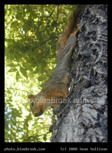 Arboreal Squirrel - On a tree. Upside down. Boulder, CO