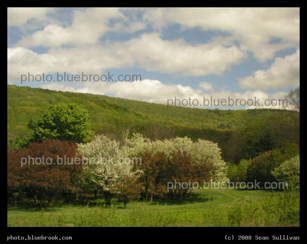 Idyllic Hillside - A hillside, flowering trees, and fluffy clouds in a bright blue sky, seen from the Amtrak 'Lake Shore Limited' train in western Massachusetts
