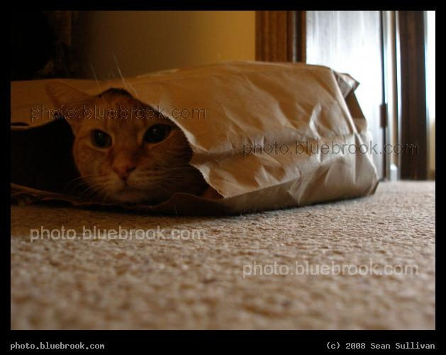 Cat in a Bag - Antares settled inside a paper bag