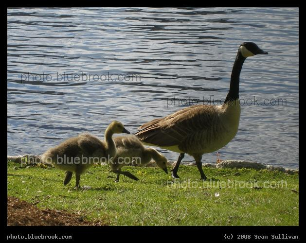 Goose and Two Goslings - Along the shore of the Charles River, Nashua Street Park, Boston MA