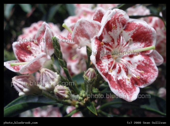 Mountain Laurel - A mountain laurel at the 2008 <a href=