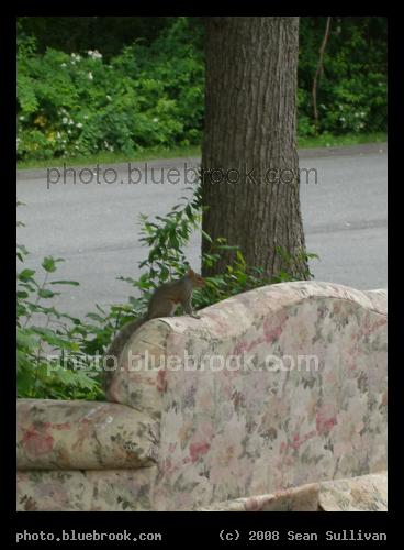 Sofa in the Wild - A pink floral couch, with squirrel.  Amherst, MA