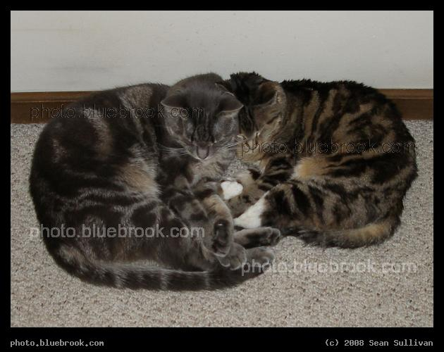 Cuddling Kitties - Fern and Bella cuddling in a hallway