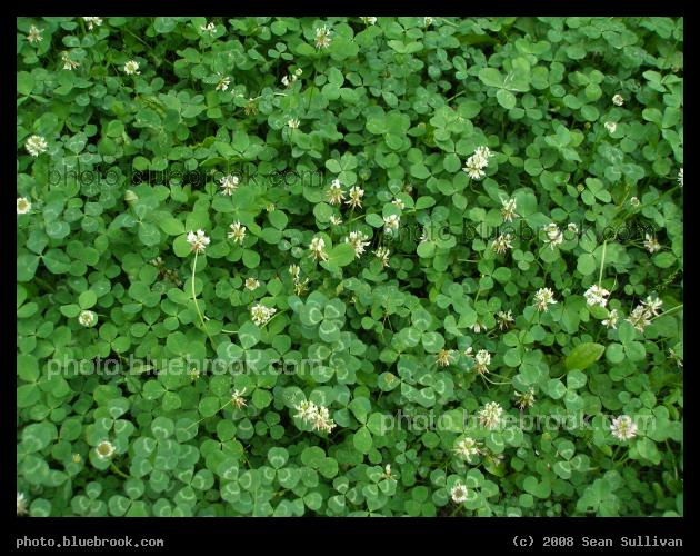 Clover - In a field, Amherst MA