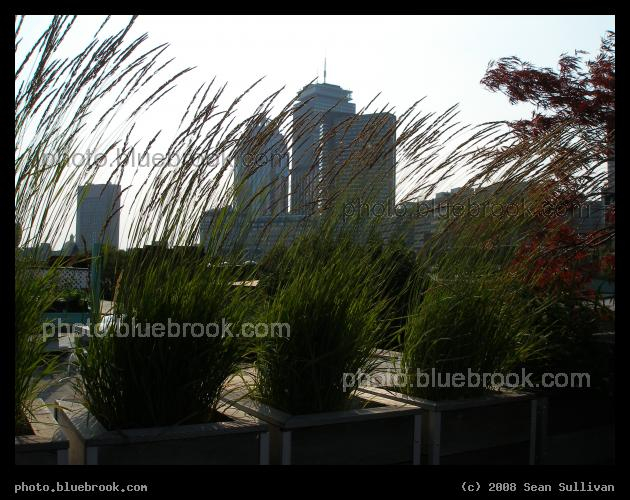 Rooftop Garden in the City - View of Boston