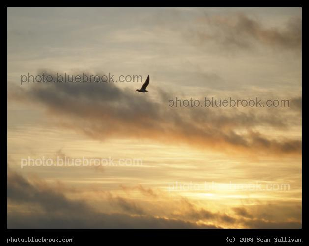 Soaring at Sunrise - A bird flying above the Atlantic shoreline at sunrise, Revere MA