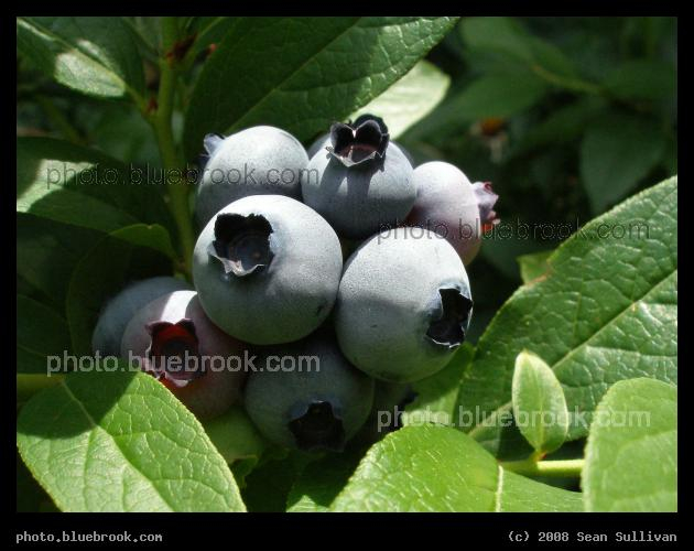 Blueberry Harvest - Fresh blueberries in the garden, Somerville MA