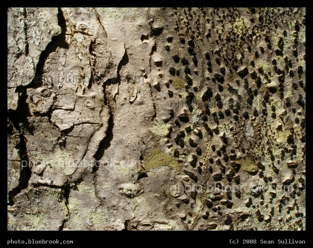 Silvery Bark - Close-up of tree bark, western Massachusetts