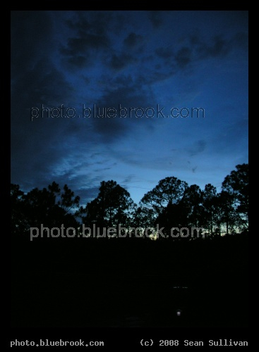Falling of Night - A silhouette of trees against the darkening evening sky, Grant FL