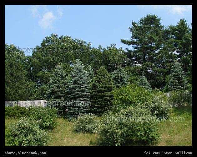 Spruce Cluster - Trees along a hillside in Nashua, NH