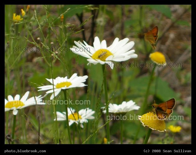 Daisies and Butterflies - Flowers and two butterflies in the Superior National Forest, north of Virginia MN