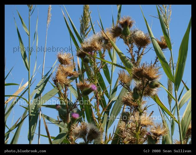 Thistles and Grasses - Belle Isle marsh, East Boston MA