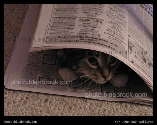Inside the Newspaper - You never know what you will find in the newspaper ...