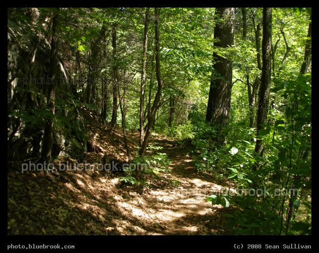 Summer Walk - Virginia Wood, Middlesex Fells Reservation, Melrose MA