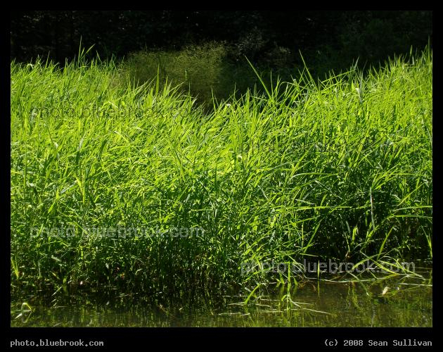 Emerald Grass - Spot Pond Brook, Middlesex Fells Reservation, Melrose MA