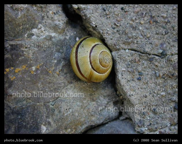 Yellow Snail - Brookline MA