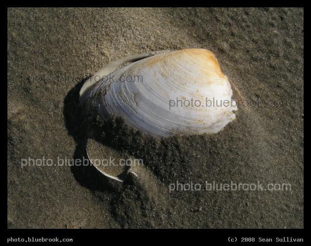 Shell and Sand - Revere Beach, Revere MA
