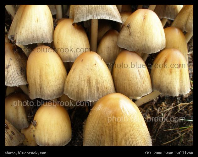Mushroom Patch - Newton MA