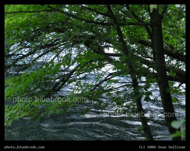 Branches Over Water - Luna Island, Niagara Falls NY