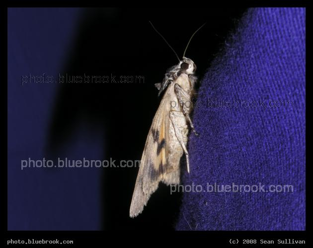 Moth and Shadow - Somerville MA