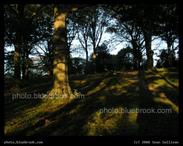 Shadow Painting - Evening sunlight falling across a hillside at the Arboretum, Jamaica Plain MA