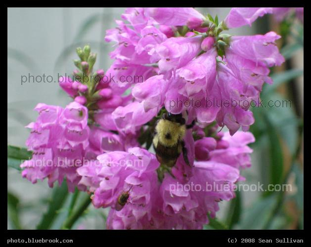 Bumblebee with Blossoms - Western Massachusetts