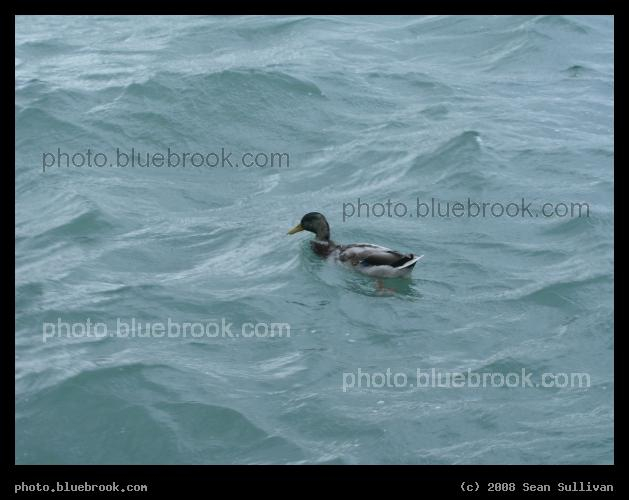Swimming in Lake Michigan - A duck in Lake Michigan near Grant Park, downtown Chicago IL
