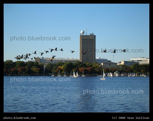 Wing and Sail - A flock of geese over the Charles River, in front of the MIT Green Building